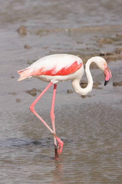 istock one single flamingo in Amboseli NP 1949899042