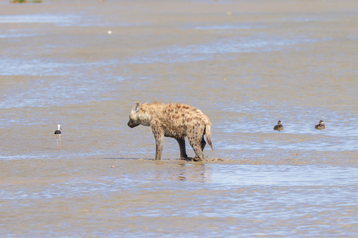 hyena runs through the shallow water of a lake in Amboseli NP