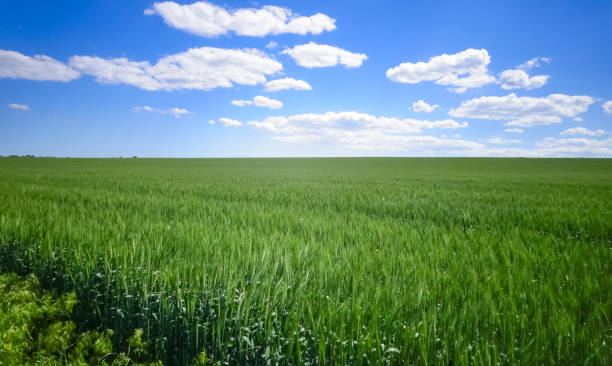 istock Endless green wheat field in spring in Ukraine 1949902337