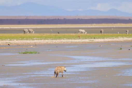 hyena runs through the shallow water of a lake in Amboseli NP