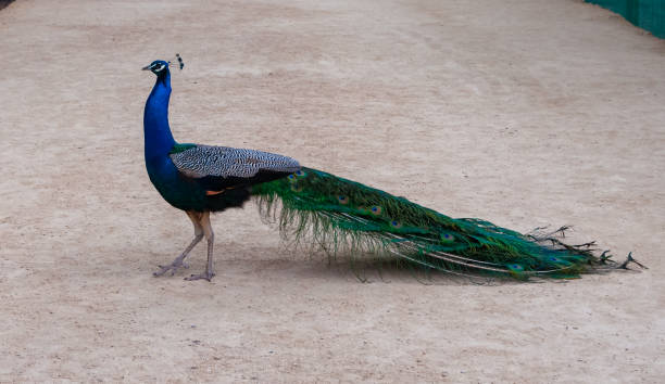 istock The Indian blue peafowl, Peacock (Pavo cristatus), Askania-Nova, Ukraine 1949904483