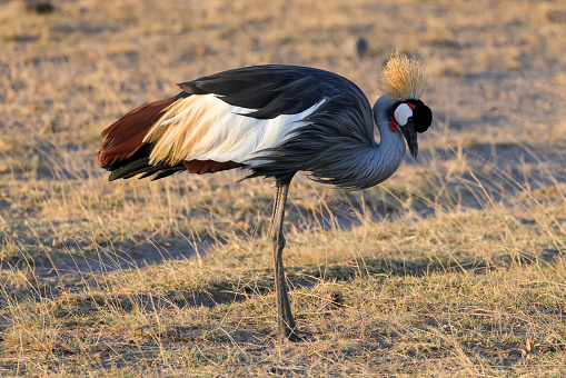 Grey Crowned Crane.\nThe grey crowned crane (Balearica regulorum), also known as the African crowned crane, golden crested crane, golden crowned crane, East African crane, East African crowned crane, African crane, Eastern crowned crane, Kavirondo crane, South African crane, and crested crane, is a bird in the crane family, Gruidae. It is found in nearly all of Africa,[3] especially in eastern and southern Africa, and it is the national bird of Uganda.