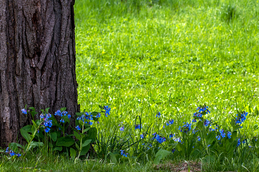 Virginia Bluebells growing at the base of a tree in the woods