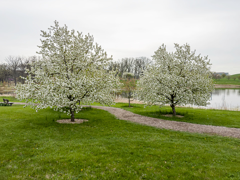 Path winding through blooming crabapple trees