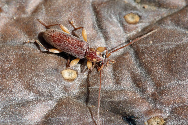 ceresium unicolor, longhorn beetle (cerambycidae), also known as long-horned or longicorns found on island of mauritius. - cerambycidae zdjęcia i obrazy z banku zdjęć