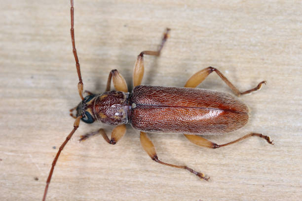 ceresium unicolor, longhorn beetle (cerambycidae), also known as long-horned or longicorns found on island of mauritius. - cerambycidae zdjęcia i obrazy z banku zdjęć