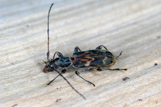 mauritiobrium undulatum, longhorn beetle (cerambycidae), also known as long-horned or longicorns. endemic to the island of mauritius. - cerambycidae zdjęcia i obrazy z banku zdjęć