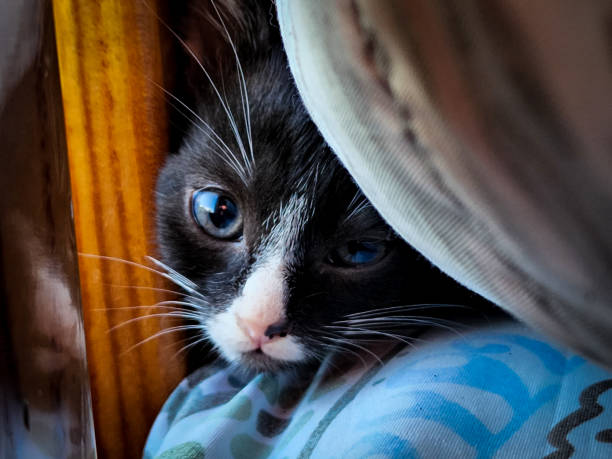 istock Peek-a-Boo Whiskers: Playful Black and White Kitten under the Pillow 1949919896