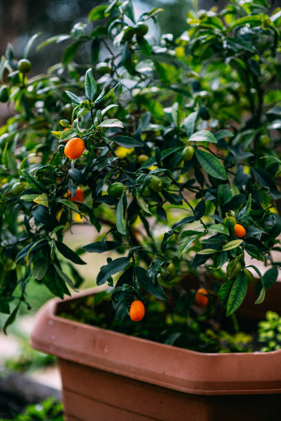istock Kumquats Growing in Pot 1949932193