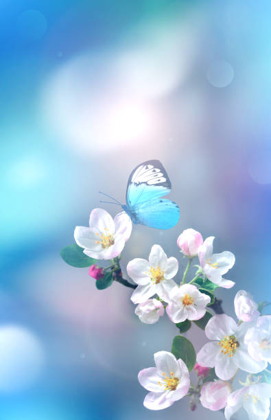 istock Blossom tree over nature background with butterfly. Spring flowers. Spring background. 1949938445