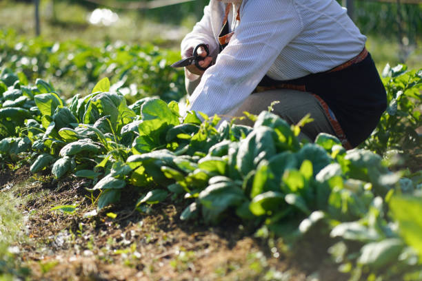 A woman harvesting spinach