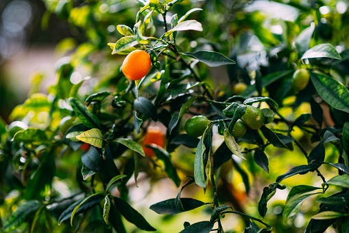 Lemon trees with ripe fruits, decorating house exterior.