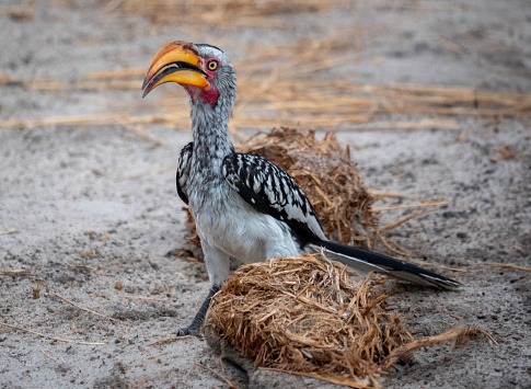 The southern red-billed hornbill ( Tockus rufirostris) is a species of hornbill in the family Bucerotidae, which is native to the savannas and dryer bushlands of southern Africa.