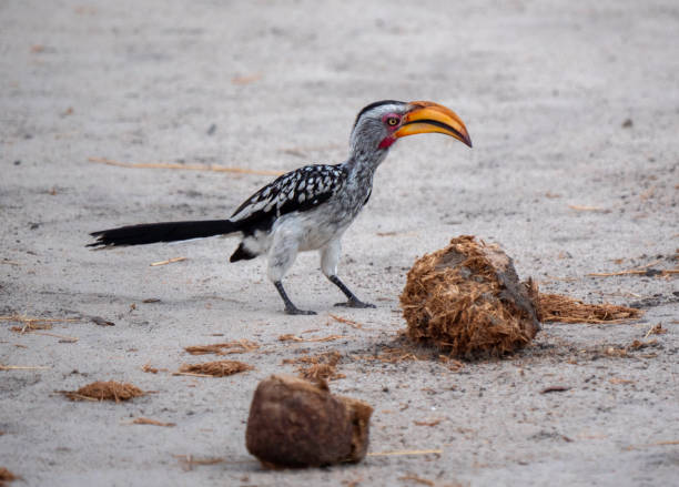 The southern red-billed hornbill ( Tockus rufirostris) is a species of hornbill in the family Bucerotidae, which is native to the savannas and dryer bushlands of southern Africa.