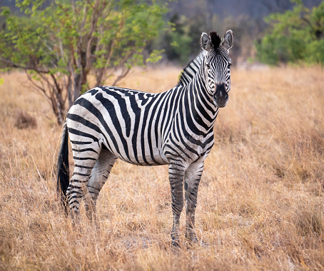 The plains zebra (Equus quagga, formerly Equus burchellii), is the most common and geographically widespread species of zebra.