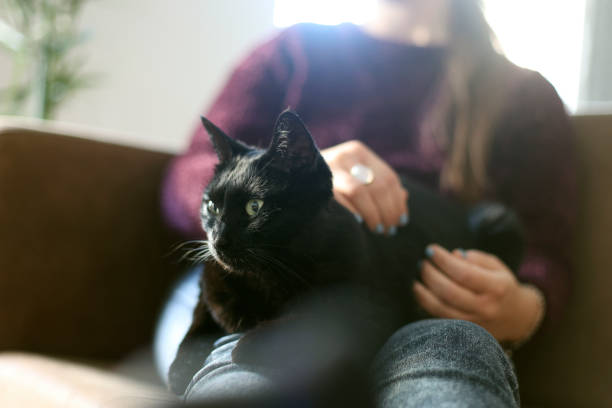 istock Woman petting her cat 1949962643