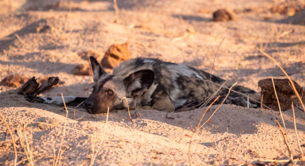 An african wild dog (Lycaon pictus) in Zimbabwe.  The African wild dog (Lycaon pictus), also called the painted dog or Cape hunting dog, is a wild canine which is a native species to sub-Saharan Africa.It is the largest wild canine in Africa