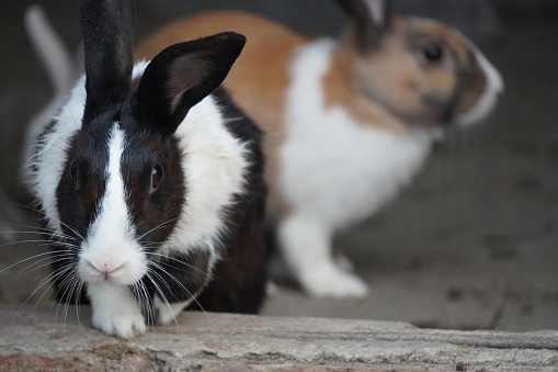 many white rabbits in a hutch