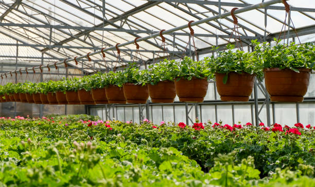 istock Thriving plants in the greenhouse 1949974794