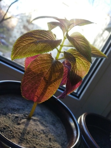 Ornate houseplants: a nice slender seedling with colored foliage in front of a sunny window. Funny yellow-green with red shoot with translucent leaves in a flower pot, close-up