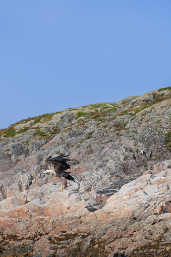 The white-tailed eagle descends with precision onto a rugged cliff in the Lofoten Islands, its focused gaze and spread wings signaling control and grace. Norway
