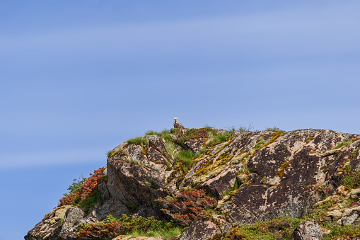 The majestic white-tailed eagle stands out against the vibrant hues of Arctic moss on a cliff in the Lofoten Islands under the bright summer sky. Norway