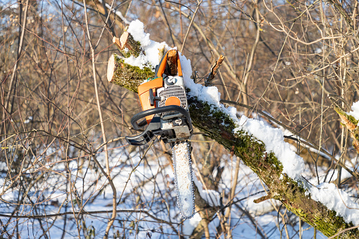Petrol or electric battery powered chainsaw. Chainsaw hanging on the tree in the winter wood. Firewood processing. Close-up.