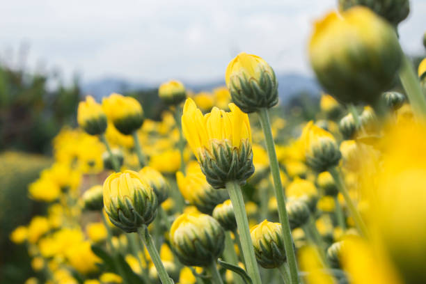 The yellow flower garden that is about to bloom is not a field of beautiful, natural flowers.