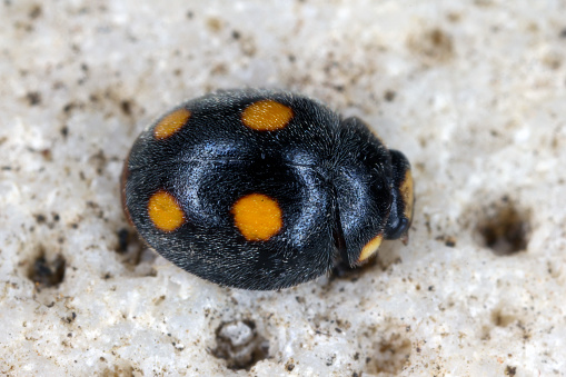 Ladybird Coccinellidae, Platynaspis capicola, found on island of Mauritius.