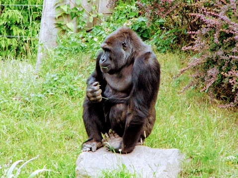 Gorilla black monkey sitting on the stone wildlife animal