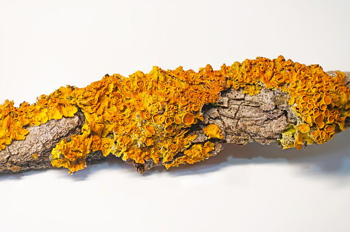 Lichens isolated on white ground, yellow on twigs.