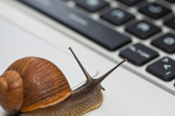 istock A snail on a laptop with its antennae out. 1950039998