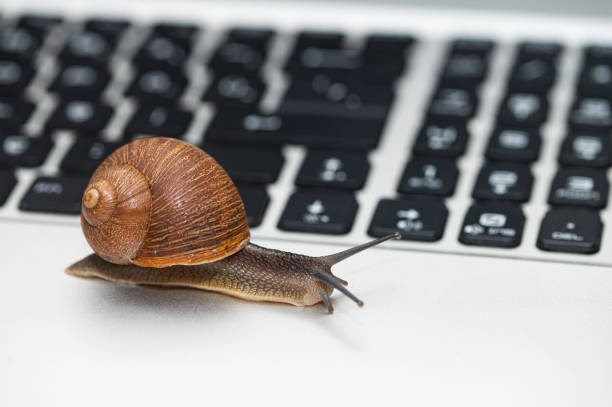 istock A snail on a laptop with its antennae out. 1950040505