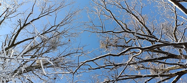 Winter trees in mountains covered with fresh snow. Beautiful foggy landscape with branches of trees covered in snow. Mountain road in Caucasus. Azerbaijan