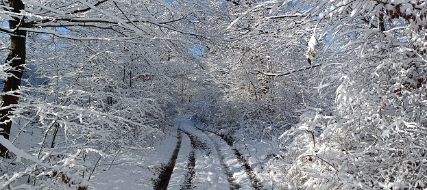 Snowy rural road through the forest
