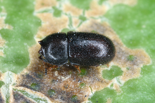 Tiny Ciidae beetle found in bracket fungi on island of Mauritius.