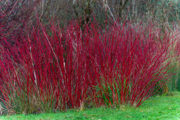 Cornus alba Cornus alba shrub with crimson red stems in winter and red leaves in autumn commonly known as  dogwood, stock photo image cornus alba sibirica stock pictures, royalty-free photos & images