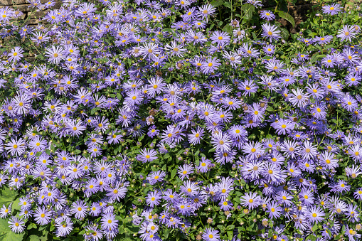 Aster x frikartii 'Monch' a lavender blue herbaceous perennial summer autumn flower plant commonly known as Michaelmas daisy, stock photo image