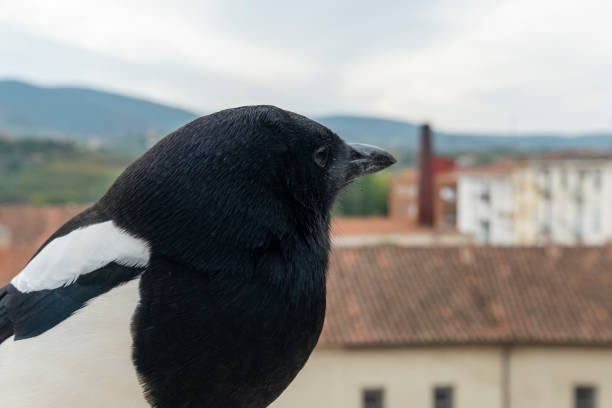 Smart eurasian magpie (Pica pica) posando para la camara en una cornisa de piedra. Young beautiful intelligent raven.