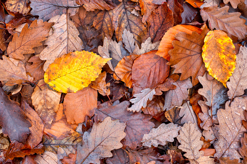 Many colorful autumn leaves cover the ground. Vertical background fall texture with shallow depth of field.
