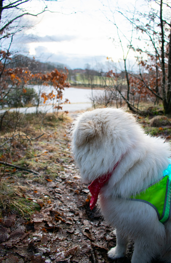 Husky with light up Hi-Vis vest on hiking trail overlooking frozen lake during the winter.  Rogaland Norway
