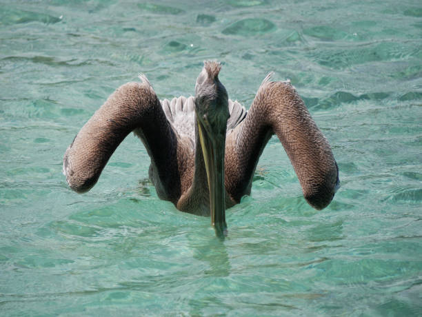 istock Pelican in the sea 1950101549