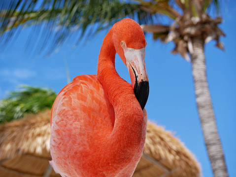 Beach of aruba flamingo