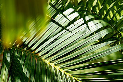 Closeup palm trees, beautiful nature background with vignette, full frame horizontal composition