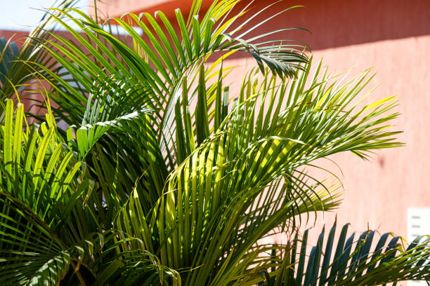 istock palm trees on terracotta background 1950104216