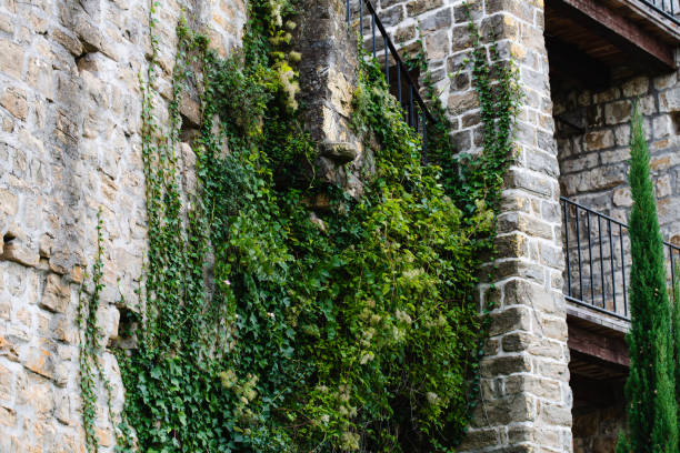 Concrete wall with ornamental plants
