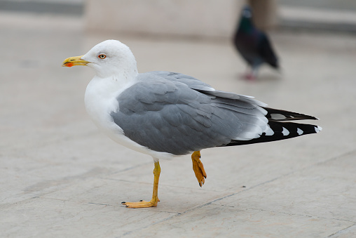 One Seagull