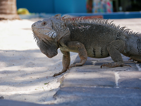 Huge iguana lizard on the beach in Aruba