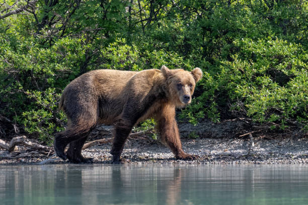 istock Grizzly at Crescent Lake, Alaska, US 1950137098