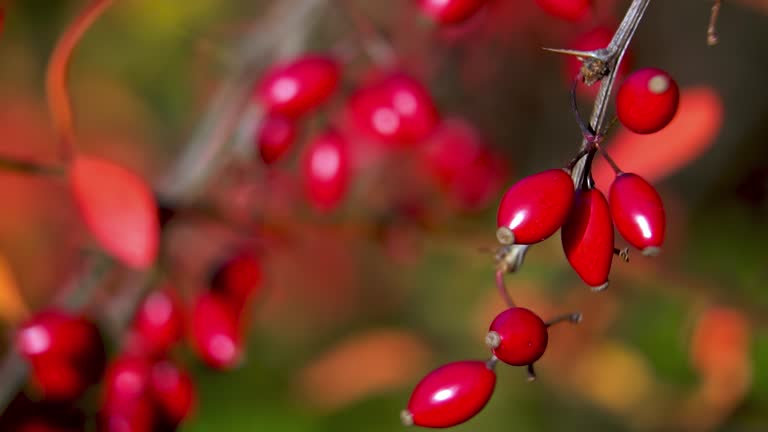 Close-up. Ripe pink barberry fruits. Bright red Berberis berries on thorny shoots